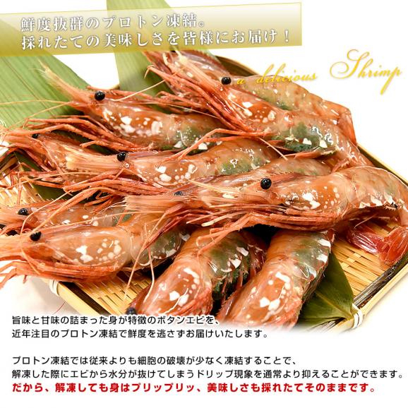 北海道より直送 北海道産 ぼたんえび 大サイズ子持ち 約500g(10尾から15尾) 送料無料 エビ ボタンエビ　牡丹　エビ05
