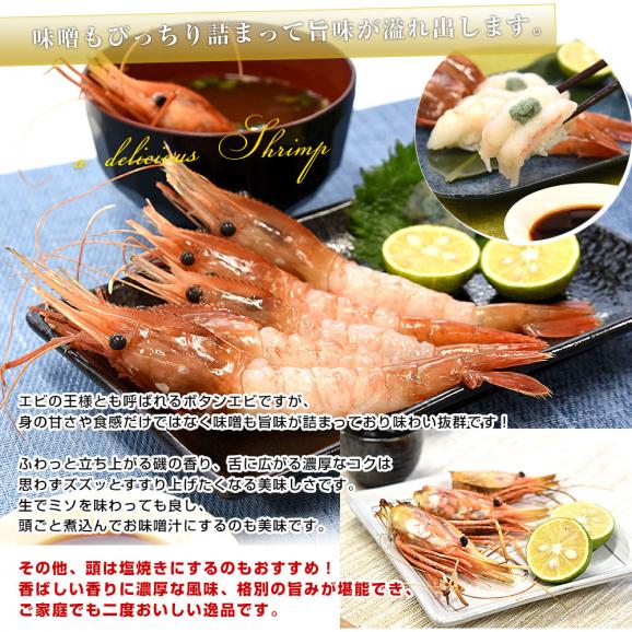 北海道より直送 北海道産 ぼたんえび 大サイズ子持ち 約500g(10尾から15尾) 送料無料 エビ ボタンエビ　牡丹　エビ06