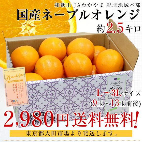 和歌山県 JAわかやま 紀北地域本部 国産ネーブルオレンジ Lから3L