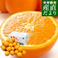 和歌山県 JAわかやま 紀北地域本部 国産ネーブルオレンジ Lから3Lサイズ 約8kg(28玉から40玉前後) 送料無料 オレンジ ネーブルオレンジ 国産柑橘