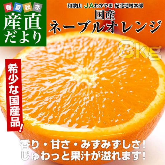和歌山県 JAわかやま 紀北地域本部 国産ネーブルオレンジ Lから2Lサイズ 約8kg(32玉から40玉前後) 送料無料 オレンジ ネーブルオレンジ 国産柑橘02