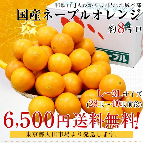 和歌山県 JAわかやま 紀北地域本部 国産ネーブルオレンジ Lから3L