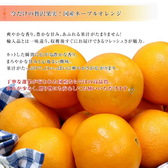和歌山県 JAわかやま 紀北地域本部 国産ネーブルオレンジ Lから2Lサイズ 約8kg(32玉から40玉前後) 送料無料 オレンジ ネーブルオレンジ 国産柑橘04