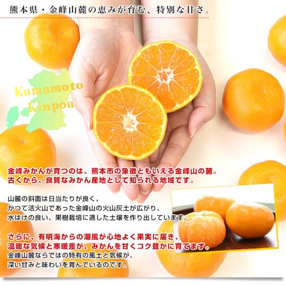 熊本県産 金峰柑橘共同組合 金峰みかん 赤秀品 MからSサイズ 約3キロ(30玉から36玉前後)送料無料 ミカン 蜜柑 きんぽう05
