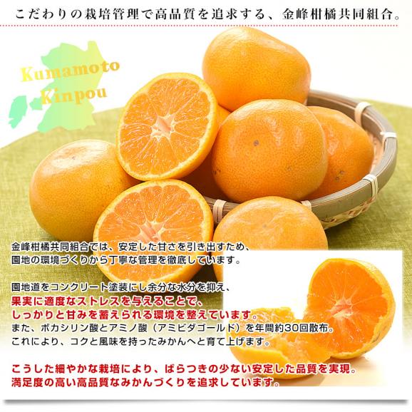 熊本県産 金峰柑橘共同組合 金峰みかん 赤秀品 MからSサイズ 約3キロ(30玉から36玉前後)送料無料 ミカン 蜜柑 きんぽう06
