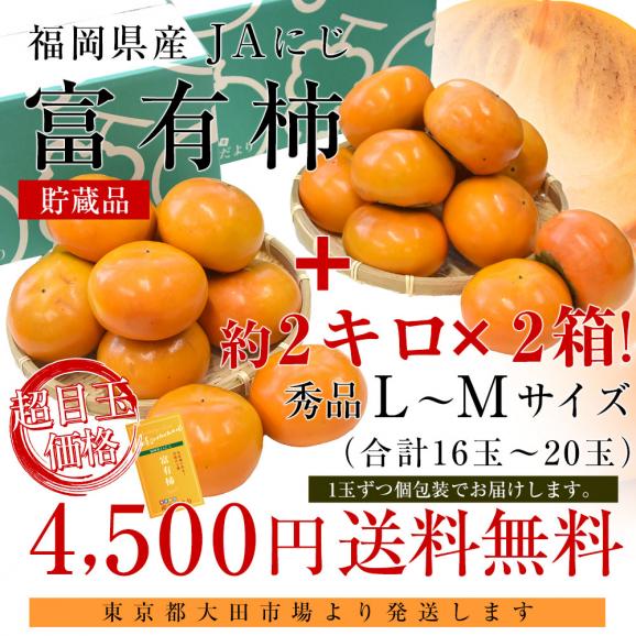 福岡県 JAにじ 富有柿 貯蔵品 秀品 LからMサイズ 約2キロ×2箱(合計16玉から20玉) 送料無料 かき カキ 甘柿03