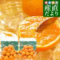 愛媛県産 JAにしうわ 西宇和温州みかん 極旨小玉 2Sサイズ 約2キロ×2箱(合計60玉から72玉前後)送料無料 蜜柑 ミカン
