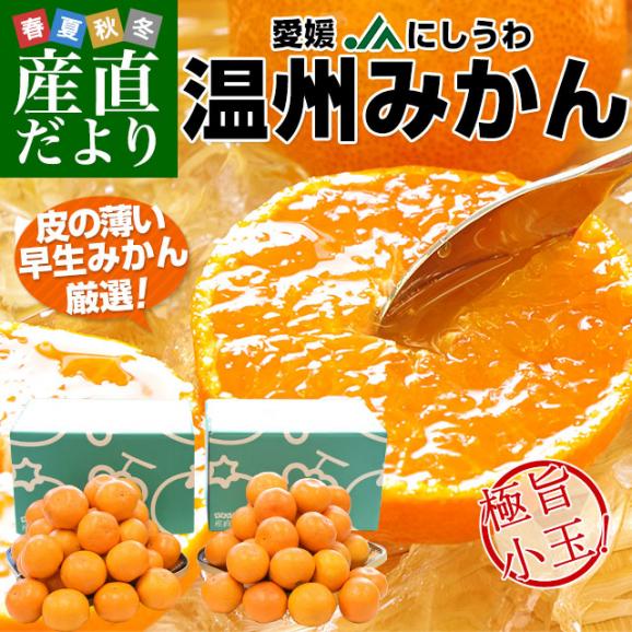 愛媛県産 JAにしうわ 西宇和温州みかん 極旨小玉 2Sサイズ 約2キロ×2箱(合計60玉から72玉前後)送料無料 蜜柑 ミカン02