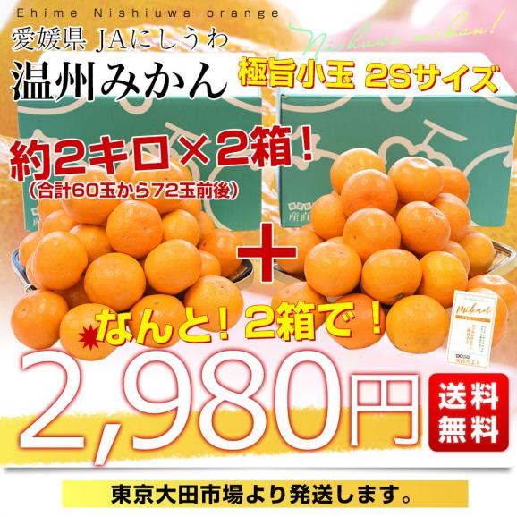 愛媛県産 JAにしうわ 西宇和温州みかん 極旨小玉 2Sサイズ 約2キロ×2箱(合計60玉から72玉前後)送料無料 蜜柑 ミカン03