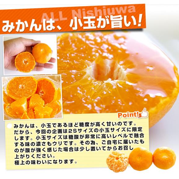 愛媛県産 JAにしうわ 西宇和温州みかん 極旨小玉 2Sサイズ 約2キロ×2箱(合計60玉から72玉前後)送料無料 蜜柑 ミカン05