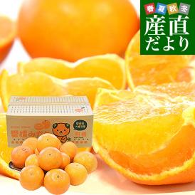 愛媛県より産地直送 まごころまどんな（愛媛果試第28号） ご家庭用 約2.5キロ Mから3Lサイズ（8玉から15玉前後） 送料無料 柑橘