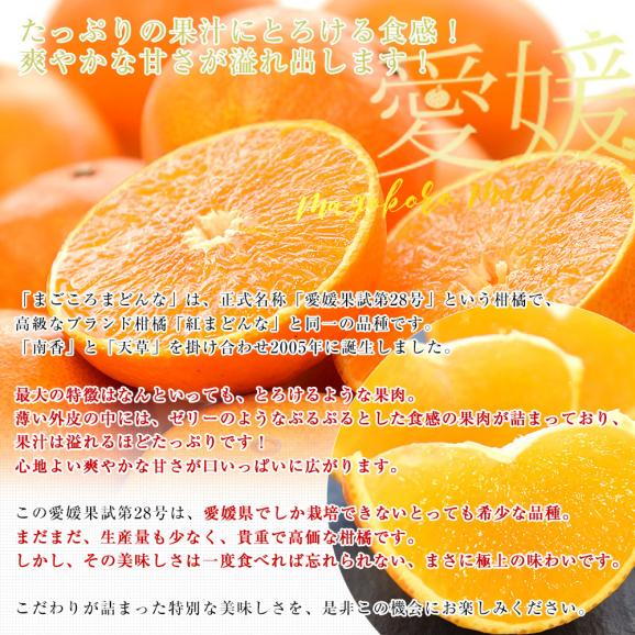 愛媛県より産地直送 まごころまどんな(愛媛果試第28号) ご家庭用 約2.5キロ Mから3Lサイズ(8玉から15玉前後) 送料無料 柑橘04