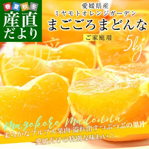 愛媛県より産地直送 まごころまどんな(愛媛果試第28号) ご家庭用 約5キロ Mから3Lサイズ(16玉から30玉前後) 送料無料 柑橘02