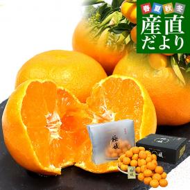 愛媛県 JAにしうわ みなの共選 最上位等級みかん「極媛(ごくひめ)」約5キロ LからSサイズ (40玉から60玉前後) 送料無料 みかん プレミアムみかん