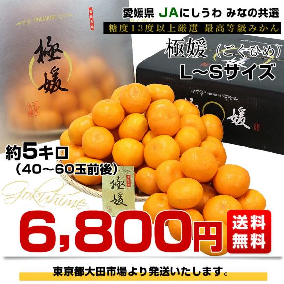 愛媛県 JAにしうわ みなの共選 最上位等級みかん「極媛(ごくひめ)」約5キロ LからSサイズ (40玉から60玉前後) 送料無料 みかん プレミアムみかん03