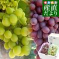 種なし皮ごと食べられる!シードレス緑ぶどう&赤ぶどうセット ペルー産 約1.2キロ(約600g×2入)送料無料 種なしぶどう 輸入ぶどう 海外ぶどう