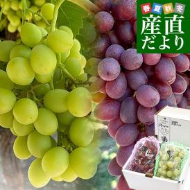 種なし皮ごと食べられる！シードレス緑ぶどう＆赤ぶどうセット ペルー産 約1.2キロ（約600g×2入）送料無料 種なしぶどう 輸入ぶどう 海外ぶどう