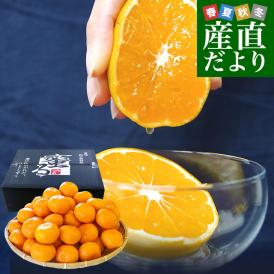 愛媛県産 JAにしうわ みつる共選 プレミアム西宇和みかん 蜜る(みつる) LからSサイズ 約4キロ(35玉から50玉前後) 送料無料 にしうわ 蜜柑 ミカン