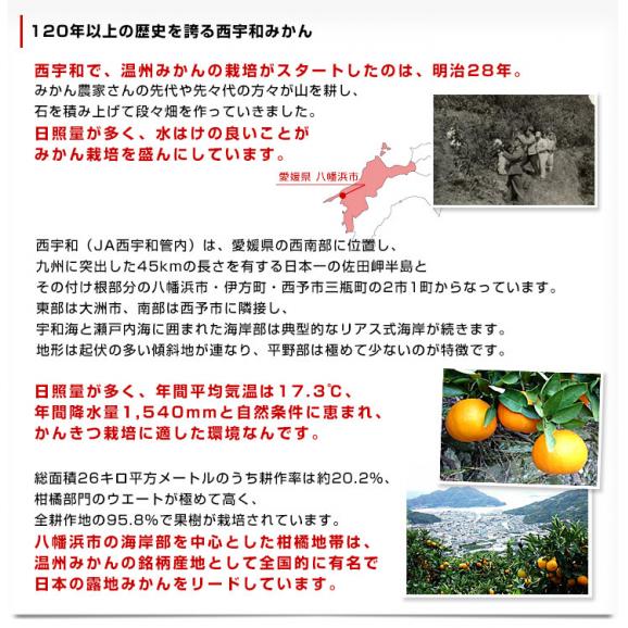 愛媛県産 JAにしうわ みつる共選 プレミアム西宇和みかん 蜜る(みつる) LからSサイズ 約4キロ(35玉から50玉前後) 送料無料 にしうわ 蜜柑 ミカン05