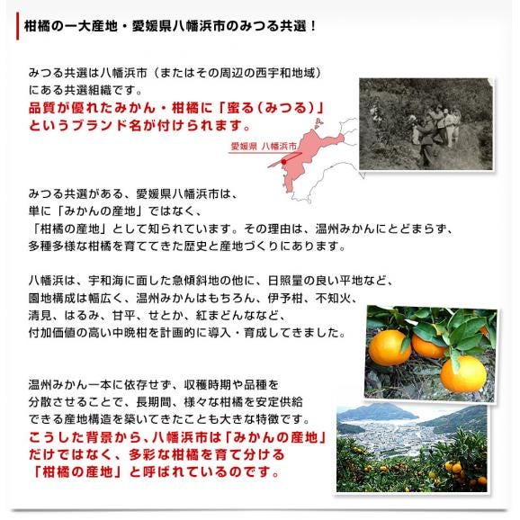 愛媛県産 JAにしうわ みつる共選 プレミアム西宇和みかん 蜜る(みつる) LからSサイズ 約4キロ(35玉から50玉前後) 送料無料 にしうわ 蜜柑 ミカン05