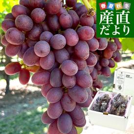 皮ごと食べられる！シードレス赤ぶどう ペルー産 約1.2キロ（約600g×2入）送料無料 種なしぶどう 輸入ぶどう 海外ぶどう