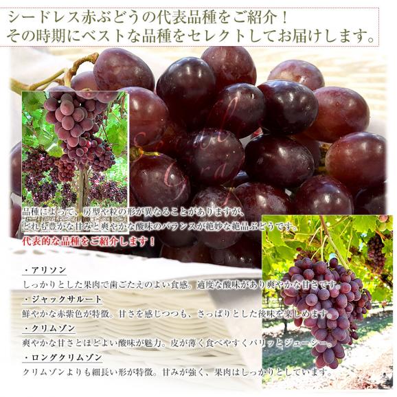皮ごと食べられる！シードレス赤ぶどう ペルー産 約1.2キロ（約600g&times;2入）送料無料 種なしぶどう 輸入ぶどう 海外ぶどう05