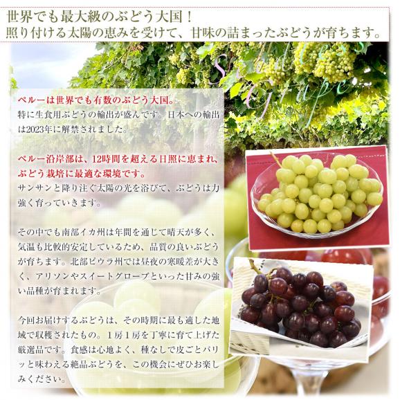 皮ごと食べられる！シードレス赤ぶどう ペルー産 約1.2キロ（約600g&times;2入）送料無料 種なしぶどう 輸入ぶどう 海外ぶどう06