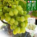 皮ごと食べられる！シードレス緑ぶどう ペルー産 約1.2キロ（約600g×2入）送料無料 種なしぶどう 輸入ぶどう 海外ぶどう