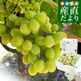 皮ごと食べられる！シードレス緑ぶどう ペルー産 約1.2キロ（約600g×2入）送料無料 種なしぶどう 輸入ぶどう 海外ぶどう