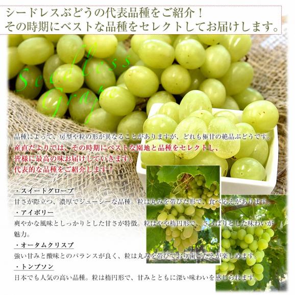 皮ごと食べられる!シードレス緑ぶどう ペルー産 約1.2キロ(約600g×2入)送料無料 種なしぶどう 輸入ぶどう 海外ぶどう05