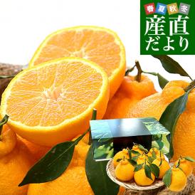 熊本県から産地直送 宇城市三角町 宝Farm 岡村さんの葉付きハウス不知火（しらぬひ）大玉 約3キロ（7玉から12玉入）送料無料 しらぬい 宝ファーム