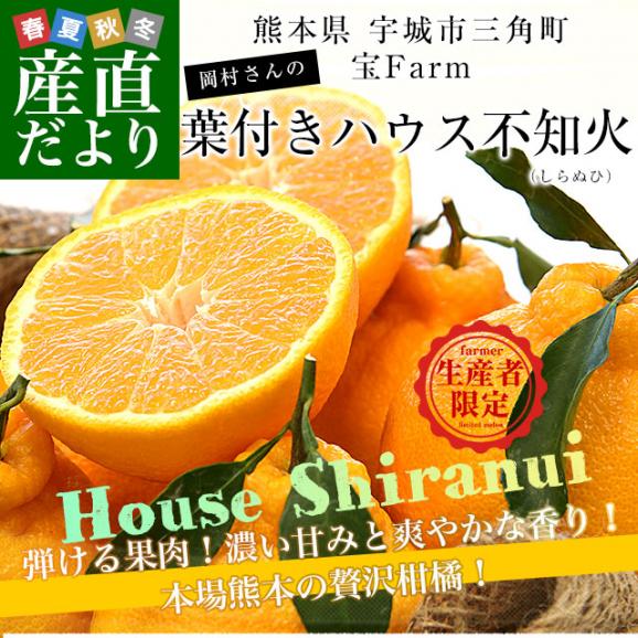 熊本県から産地直送 宇城市三角町 宝Farm 岡村さんの葉付きハウス不知火(しらぬひ)大玉 約3キロ(7玉から12玉入)送料無料 しらぬい 宝ファーム02