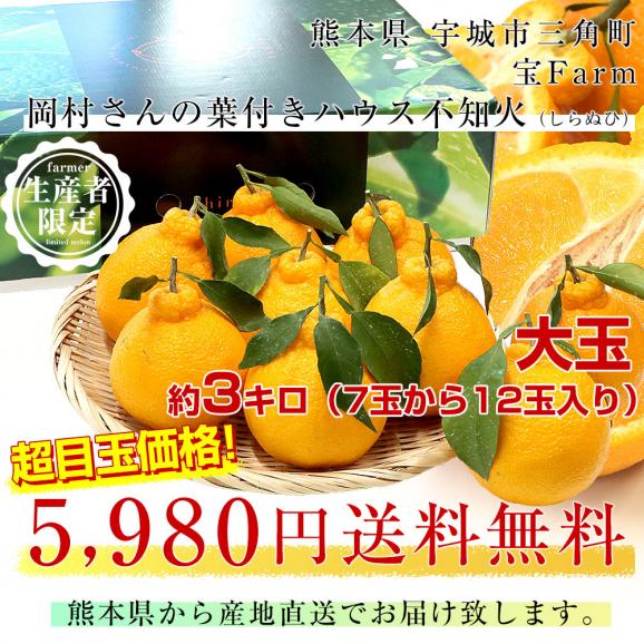 熊本県から産地直送 宇城市三角町 宝Farm 岡村さんの葉付きハウス不知火(しらぬひ)大玉 約3キロ(7玉から12玉入)送料無料 しらぬい 宝ファーム03