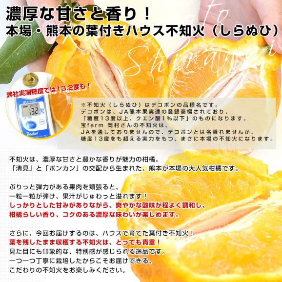 熊本県から産地直送 宇城市三角町 宝Farm 岡村さんの葉付きハウス不知火(しらぬひ)大玉 約3キロ(7玉から12玉入)送料無料 しらぬい 宝ファーム04