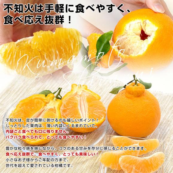 熊本県から産地直送 宇城市三角町 宝Farm 岡村さんの葉付きハウス不知火(しらぬひ)大玉 約3キロ(7玉から12玉入)送料無料 しらぬい 宝ファーム05