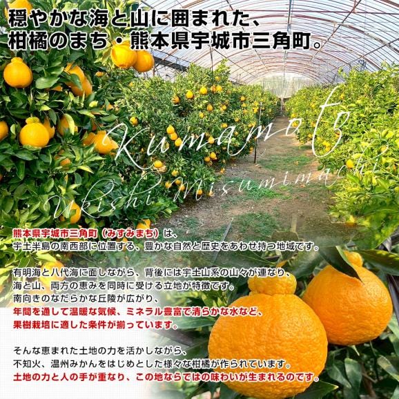熊本県から産地直送 宇城市三角町 宝Farm 岡村さんの葉付きハウス不知火(しらぬひ)大玉 約3キロ(7玉から12玉入)送料無料 しらぬい 宝ファーム06