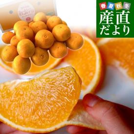 愛媛県産JA全農えひめ 紅まどんな3LからMサイズ 5キロ(17玉から35玉前後) オレンジ おれんじ 送料無料