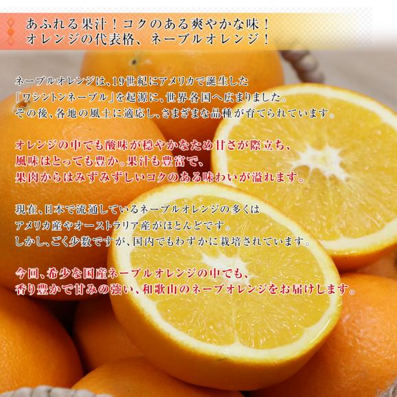 愛媛県産JA全農えひめ 紅まどんな3LからMサイズ 5キロ(17玉から35玉前後) オレンジ おれんじ 送料無料05