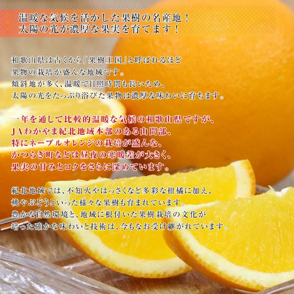 愛媛県産JA全農えひめ 紅まどんな3LからMサイズ 5キロ(17玉から35玉前後) オレンジ おれんじ 送料無料06