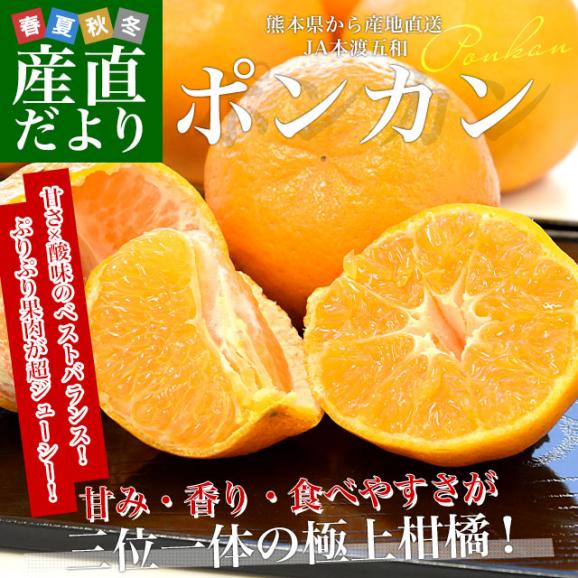 熊本県から産地直送 JA本渡五和 ポンカン 化粧箱 Lから2Lサイズ 約5キロ(36玉から30玉) 送料無料 ぽんかん 柑橘02