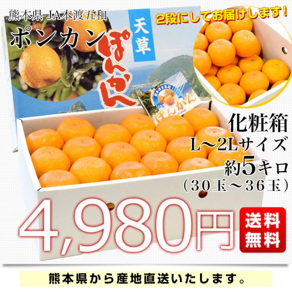 熊本県から産地直送 JA本渡五和 ポンカン 化粧箱 Lから2Lサイズ 約5キロ(36玉から30玉) 送料無料 ぽんかん 柑橘03