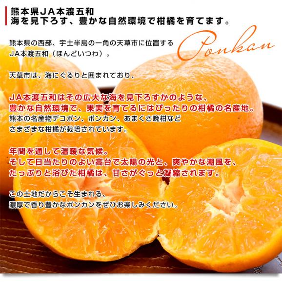 熊本県から産地直送 JA本渡五和 ポンカン 化粧箱 Lから2Lサイズ 約5キロ(36玉から30玉) 送料無料 ぽんかん 柑橘06