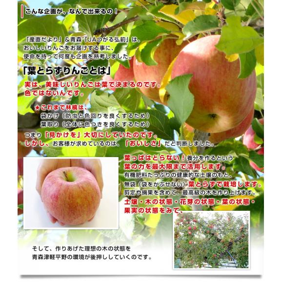 【新年特売価格】青森県産 JAつがる弘前 葉とらず太陽ふじりんご 3キロ(8玉から13玉) 糖度13度以上 林檎 リンゴ 送料無料04
