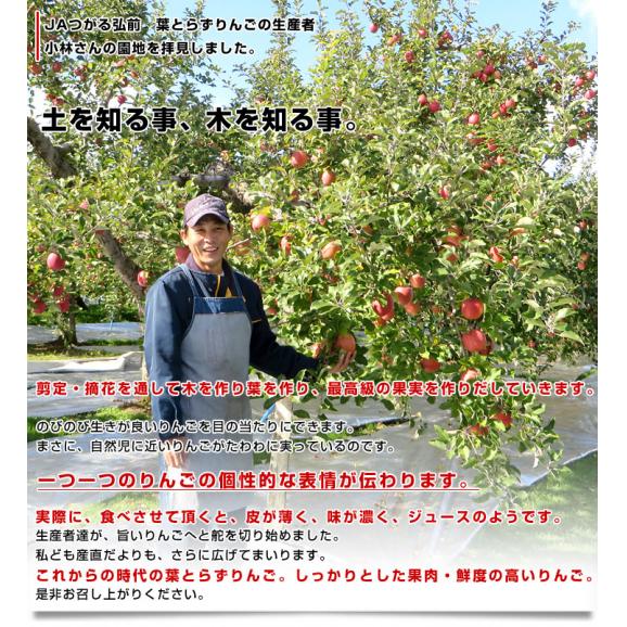 青森県から産地直送 JAつがる弘前 葉とらず太陽ふじりんご 3キロ(8玉から13玉) 糖度13度以上 林檎 リンゴ 送料無料06