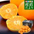 愛媛県産 JAにしうわ みつる共選 蜜る(みつる) ポンカン 2LからLサイズ 約3キロ(16玉から24玉前後) 送料無料 にしうわ ぽんかん 柑橘