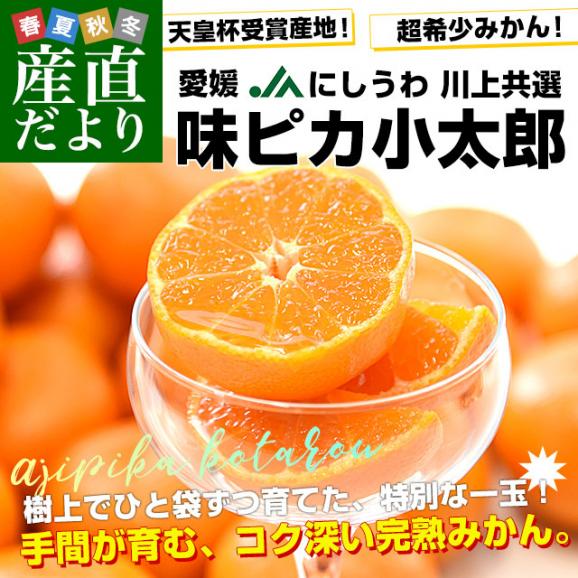 愛媛県産 JAにしうわ 川上共選 味ピカ小太郎 2.5キロ化粧箱(30個入り) 送料無料 味ピカ みかん 西宇和02
