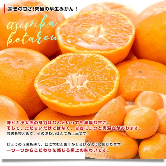 愛媛県産 JAにしうわ 川上共選 味ピカ小太郎 2.5キロ化粧箱(30個入り) 送料無料 味ピカ みかん 西宇和05