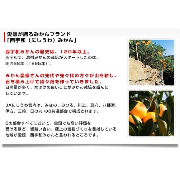愛媛県産 JAにしうわ 川上共選 味ピカ小太郎 2.5キロ化粧箱(30個入り) 送料無料 味ピカ みかん 西宇和06