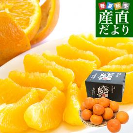 愛媛県産 JAにしうわ みつる共選 プレミアムいよかん 蜜る（みつる） 2LからLサイズ 約3キロ（11玉から14玉前後） 送料無料 にしうわ 西宇和 伊予柑