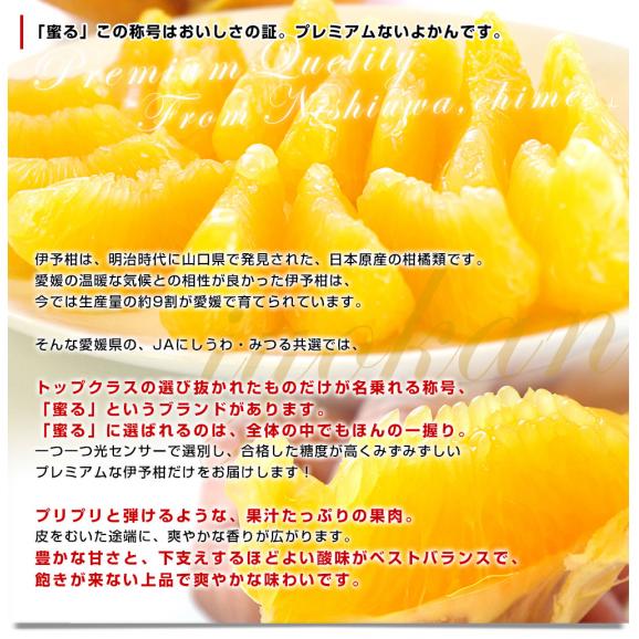 愛媛県産 JAにしうわ みつる共選 プレミアムいよかん 蜜る（みつる） 2LからLサイズ 約3キロ（11玉から14玉前後） 送料無料 にしうわ 西宇和 伊予柑05